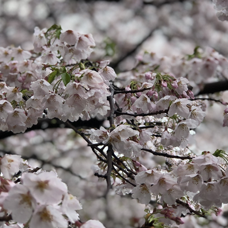 COVID-19 diary: Why we will wait till next year to enjoy the cherry blossoms in Japan 